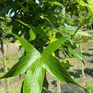 Liquidambar s. 'Worplesdon' 12-14 HO container