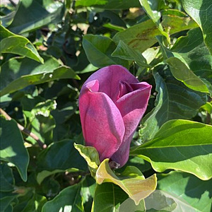 Magnolia 'Galaxy' 175-200 cm draadkluit meerstammig
