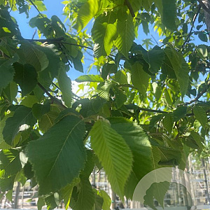 Ostrya carpinifolia 12-14 HO container