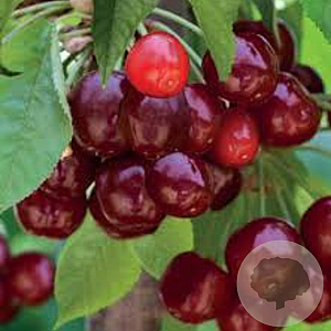 Prunus a. 'Sylvia' 10-12 HO container 120 cm stam