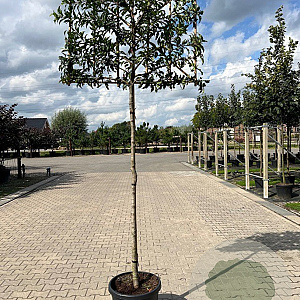Prunus lusitanica 'Brenelia' 16-18 HO container 200 cm stam leiboom