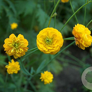 Ranunculus acris 'Multiplex' GM P9 BIO