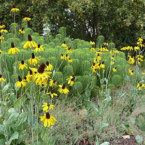 Rudbeckia maxima GM P9 BIO