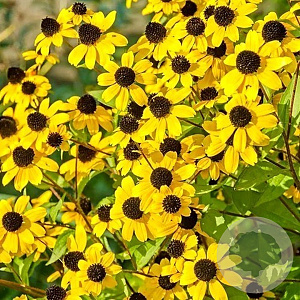 Rudbeckia triloba GM P9 BIO