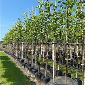 Tilia europaea 'Pallida' 10-12 HO container