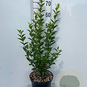 Ligustrum ovalifolium 60-80 cm 5,0L