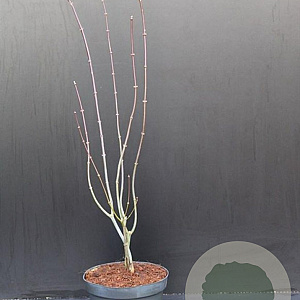 Acer pal. 'Atropurpureum' 60-80 cm 5,0L