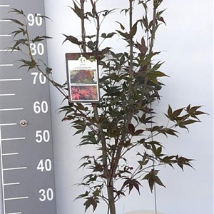 Acer pal. 'Atropurpureum' 80-100 cm 7,5L