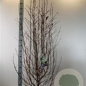Cornus kousa chinensis 100-125 cm met kluit
