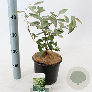 Elaeagnus ebbingei 30-40 cm 3,0L