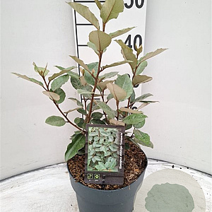 Elaeagnus ebb. 'Compacta' 30-40 cm 3,0L