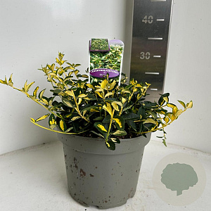 Euonymus fort. Blondy 20-25 cm 