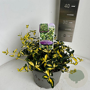 Euonymus fort. Blondy 20-25 cm 