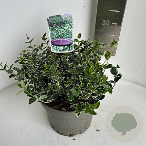 Euonymus fort. 'Emerald Gaiety' 20-25 cm 