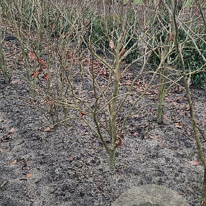 Parrotia persica 'Vanessa' 125-150 cm met kluit