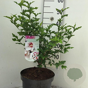 Hibiscus syr. 'Monstrosus' 40-50 cm 7,5L