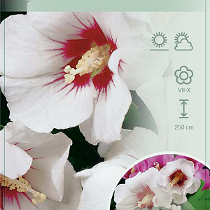 Hibiscus syr. 'Monstrosus' 50-60 cm 7,5L