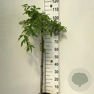 Laburnum alpinum 'Pendulum' 90 cm stam 7,5L