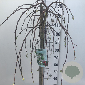 Malus 'Fontana' 120 cm stam 10L