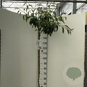 Prunus 'Kiku-shidare-zakura' 150 cm stam 10L