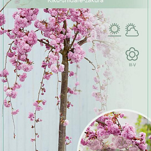 Prunus 'Kiku-shidare-zakura' 150 cm stam 10L