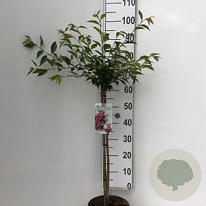 Prunus 'Okame' 60 cm stam 5,0L