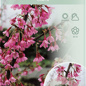 Prunus 'Okame' 60 cm stam 5,0L