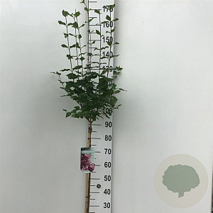 Syringa 'Josée' 90 cm stam 7,5L