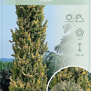 Ulmus holl. 'Wredei' 150-175 cm 7,5L Gestokt