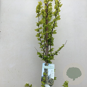 Ulmus holl. 'Wredei' 150-175 cm 7,5L Gestokt