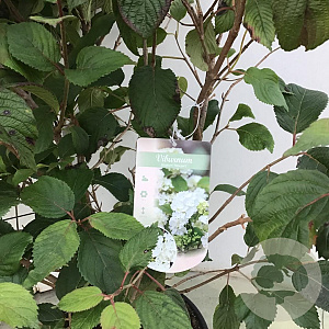 Viburnum plic. 'Newport' 60-80 cm 12L