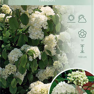 Viburnum plic. 'Newport' 60-80 cm 12L