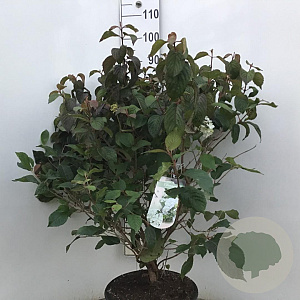 Viburnum plic. 'Newport' 60-80 cm 12L