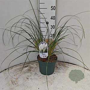 Cortaderia s. 'Sunningd. Silver' 50-60 cm 5,0L