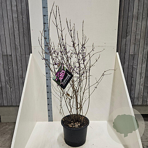 Callicarpa bod. 'Profusion' 125-150 cm 20L