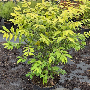 Euonymus alat. 'Compactus' 60-80 cm 7,5L