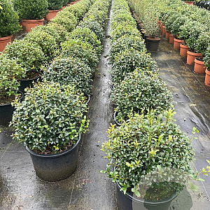 Osmanthus burkwoodii 45-50 cm 20L bol