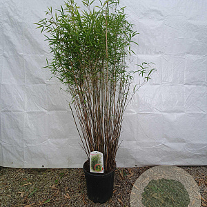 Fargesia angustissima 125-150 cm 10L