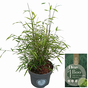 Fargesia angustissima 40-60 cm 5,0L