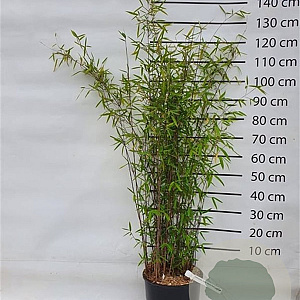 Fargesia nitida 'Black Pearl' 125-150 cm 15L