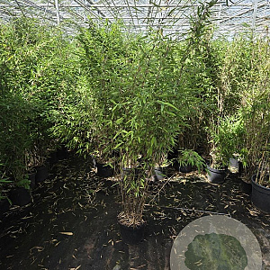 Fargesia nitida 'Volcano' 100-125 cm 5,0L