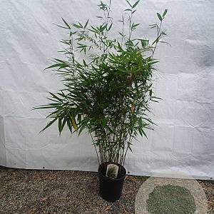 Fargesia robusta 'Pingwu' 100-125 cm 10L