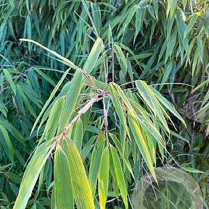 Fargesia rufa 125-150 cm 10L