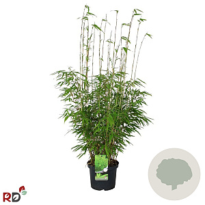 Fargesia rufa 80-100 cm 5,0L
