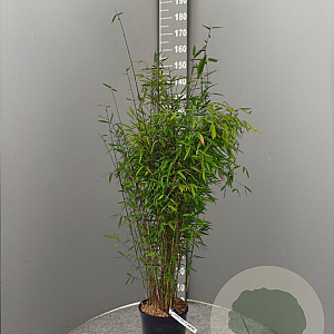 Fargesia 'Winter Joy' 125-150 cm 15L