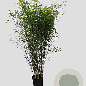 Fargesia 'Winter Joy' 125-150 cm 15L