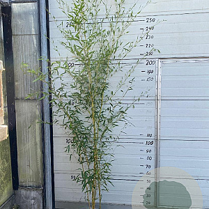 Phyllostachys aureos. 'Spectabilis' 175-200 cm 10L