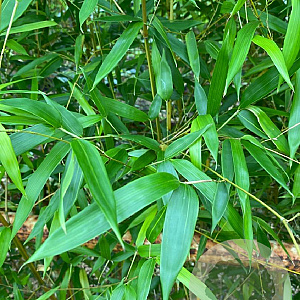 Phyllostachys aureos. 'Spectabilis' 175-200 cm 10L