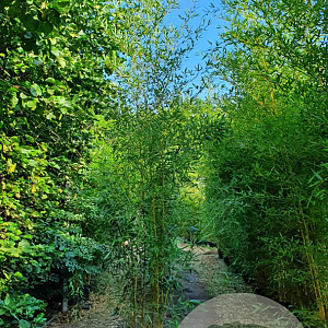 Phyllostachys aureos. 'Spectabilis' 400-500 cm 30L