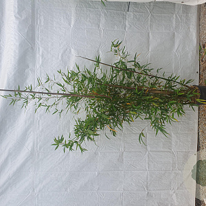 Phyllostachys aurea 150-175 cm 10L